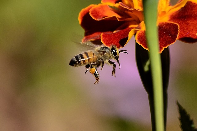 Konsekwencje wymierania pszczół dla rolnictwa